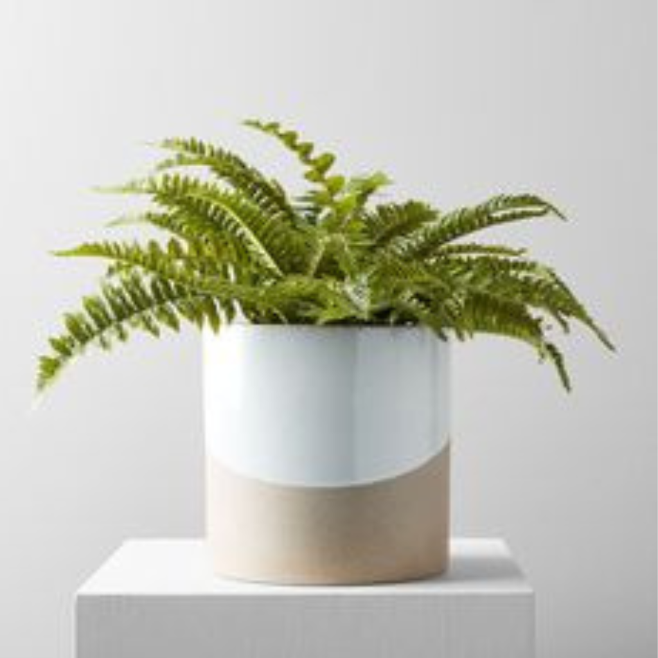 Best Indoor Planter & Pots For Your Home